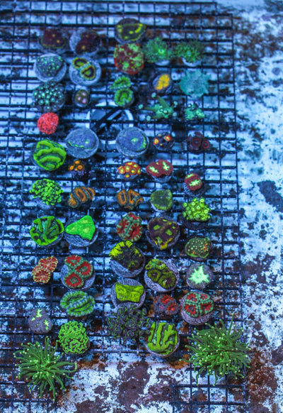 wholesale_coral - saltwater_fish saltwater_coral - rare corals - coralsdepot - Corals_Depot - live_corals - eye - catching - coral quality_marine_fish - quality - marine discoun