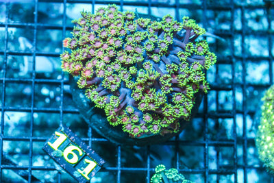 wholesale_coral - saltwater_fish saltwater_coral - rare corals - coralsdepot - Corals_Depot - live_corals - eye-catching-coral quality_marine_fish -quality-marine discoun