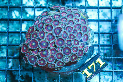 wholesale_coral - saltwater_fish saltwater_coral - rare corals - coralsdepot - Corals_Depot - live_corals - eye-catching-coral quality_marine_fish -quality-marine discoun