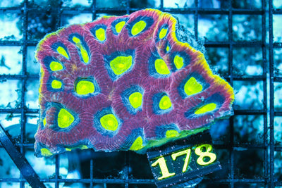wholesale_coral - saltwater_fish saltwater_coral - rare corals - coralsdepot - Corals_Depot - live_corals - eye-catching-coral quality_marine_fish -quality-marine discoun