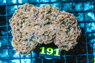 wholesale_coral - saltwater_fish saltwater_coral - rare corals - coralsdepot - Corals_Depot - live_corals - eye-catching-coral quality_marine_fish -quality-marine discoun