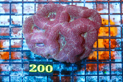 wholesale_coral - saltwater_fish saltwater_coral - rare corals - coralsdepot - Corals_Depot - live_corals - eye - catching - coral quality_marine_fish - quality - marine discoun