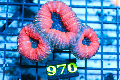 wholesale_coral - saltwater_fish saltwater_coral - rare corals - coralsdepot - Corals_Depot - live_corals - eye - catching - coral quality_marine_fish - quality - marine discoun