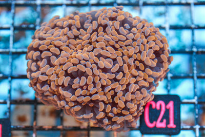 wholesale_coral - saltwater_fish saltwater_coral - rare corals - coralsdepot - Corals_Depot - live_corals - eye - catching - coral quality_marine_fish - quality - marine discoun