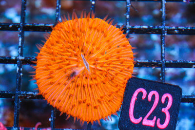 wholesale_coral - saltwater_fish saltwater_coral - rare corals - coralsdepot - Corals_Depot - live_corals - eye - catching - coral quality_marine_fish - quality - marine discoun
