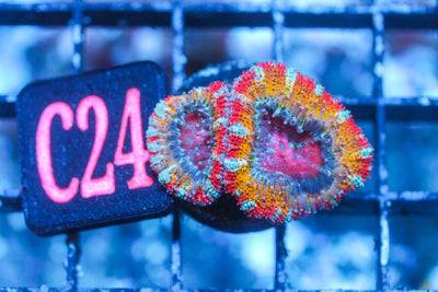 wholesale_coral - saltwater_fish saltwater_coral - rare corals - coralsdepot - Corals_Depot - live_corals - eye - catching - coral quality_marine_fish - quality - marine discoun