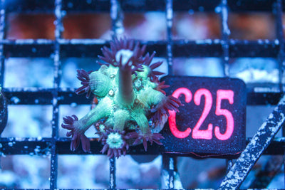 wholesale_coral - saltwater_fish saltwater_coral - rare corals - coralsdepot - Corals_Depot - live_corals - eye - catching - coral quality_marine_fish - quality - marine discoun