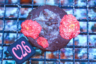 wholesale_coral - saltwater_fish saltwater_coral - rare corals - coralsdepot - Corals_Depot - live_corals - eye - catching - coral quality_marine_fish - quality - marine discoun