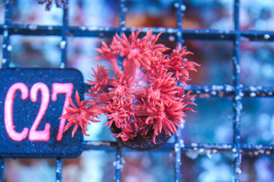 wholesale_coral - saltwater_fish saltwater_coral - rare corals - coralsdepot - Corals_Depot - live_corals - eye - catching - coral quality_marine_fish - quality - marine discoun