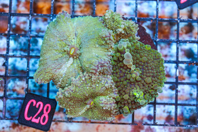 wholesale_coral - saltwater_fish saltwater_coral - rare corals - coralsdepot - Corals_Depot - live_corals - eye - catching - coral quality_marine_fish - quality - marine discoun