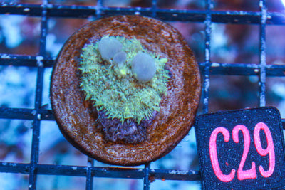 wholesale_coral - saltwater_fish saltwater_coral - rare corals - coralsdepot - Corals_Depot - live_corals - eye - catching - coral quality_marine_fish - quality - marine discoun