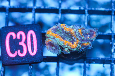 wholesale_coral - saltwater_fish saltwater_coral - rare corals - coralsdepot - Corals_Depot - live_corals - eye - catching - coral quality_marine_fish - quality - marine discoun