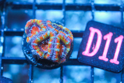 wholesale_coral - saltwater_fish saltwater_coral - rare corals - coralsdepot - Corals_Depot - live_corals - eye - catching - coral quality_marine_fish - quality - marine discoun