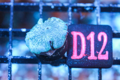 wholesale_coral - saltwater_fish saltwater_coral - rare corals - coralsdepot - Corals_Depot - live_corals - eye - catching - coral quality_marine_fish - quality - marine discoun