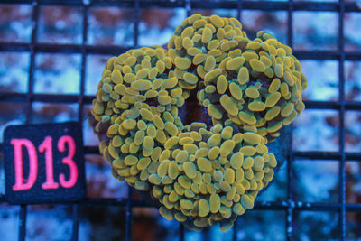 wholesale_coral - saltwater_fish saltwater_coral - rare corals - coralsdepot - Corals_Depot - live_corals - eye - catching - coral quality_marine_fish - quality - marine discoun