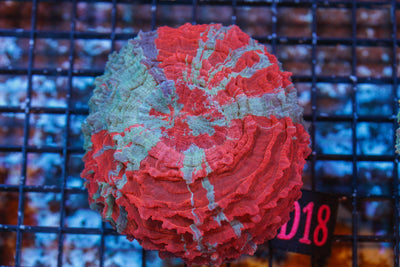 wholesale_coral - saltwater_fish saltwater_coral - rare corals - coralsdepot - Corals_Depot - live_corals - eye - catching - coral quality_marine_fish - quality - marine discoun