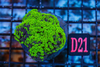 wholesale_coral - saltwater_fish saltwater_coral - rare corals - coralsdepot - Corals_Depot - live_corals - eye - catching - coral quality_marine_fish - quality - marine discoun