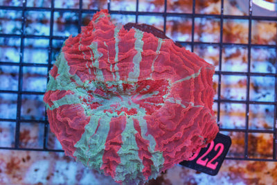 wholesale_coral - saltwater_fish saltwater_coral - rare corals - coralsdepot - Corals_Depot - live_corals - eye - catching - coral quality_marine_fish - quality - marine discoun