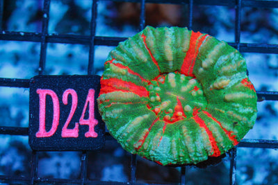 wholesale_coral - saltwater_fish saltwater_coral - rare corals - coralsdepot - Corals_Depot - live_corals - eye - catching - coral quality_marine_fish - quality - marine discoun