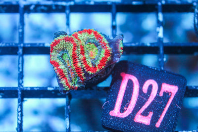 wholesale_coral - saltwater_fish saltwater_coral - rare corals - coralsdepot - Corals_Depot - live_corals - eye - catching - coral quality_marine_fish - quality - marine discoun