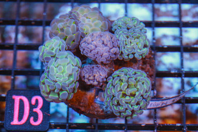 wholesale_coral - saltwater_fish saltwater_coral - rare corals - coralsdepot - Corals_Depot - live_corals - eye - catching - coral quality_marine_fish - quality - marine discoun