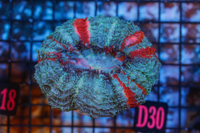 wholesale_coral - saltwater_fish saltwater_coral - rare corals - coralsdepot - Corals_Depot - live_corals - eye - catching - coral quality_marine_fish - quality - marine discoun