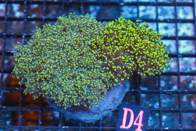wholesale_coral - saltwater_fish saltwater_coral - rare corals - coralsdepot - Corals_Depot - live_corals - eye - catching - coral quality_marine_fish - quality - marine discoun