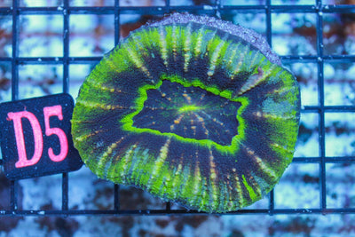 wholesale_coral - saltwater_fish saltwater_coral - rare corals - coralsdepot - Corals_Depot - live_corals - eye - catching - coral quality_marine_fish - quality - marine discoun