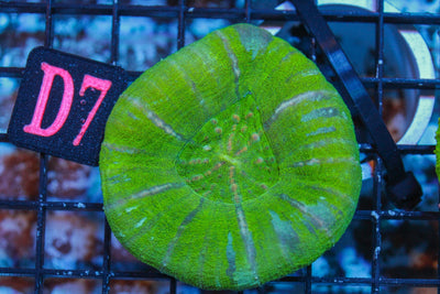 wholesale_coral - saltwater_fish saltwater_coral - rare corals - coralsdepot - Corals_Depot - live_corals - eye - catching - coral quality_marine_fish - quality - marine discoun