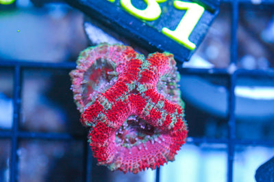 wholesale_coral - saltwater_fish saltwater_coral - rare corals - coralsdepot - Corals_Depot - live_corals - eye - catching - coral quality_marine_fish - quality - marine discoun