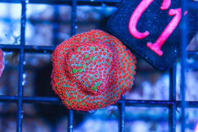 wholesale_coral - saltwater_fish saltwater_coral - rare corals - coralsdepot - Corals_Depot - live_corals - eye - catching - coral quality_marine_fish - quality - marine discoun