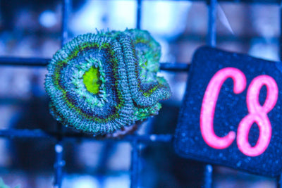 wholesale_coral - saltwater_fish saltwater_coral - rare corals - coralsdepot - Corals_Depot - live_corals - eye - catching - coral quality_marine_fish - quality - marine discoun