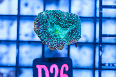 wholesale_coral - saltwater_fish saltwater_coral - rare corals - coralsdepot - Corals_Depot - live_corals - eye - catching - coral quality_marine_fish - quality - marine discoun