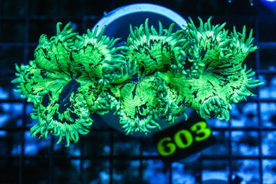 wholesale_coral - saltwater_fish saltwater_coral - rare corals - coralsdepot - Corals_Depot - live_corals - eye - catching - coral quality_marine_fish - quality - marine discoun
