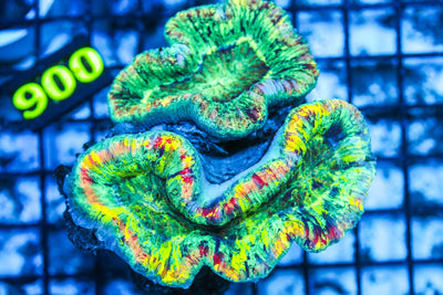 wholesale_coral - saltwater_fish saltwater_coral - rare corals - coralsdepot - Corals_Depot - live_corals - eye - catching - coral quality_marine_fish - quality - marine discoun