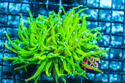 wholesale_coral - saltwater_fish saltwater_coral - rare corals - coralsdepot - Corals_Depot - live_corals - eye - catching - coral quality_marine_fish - quality - marine discoun