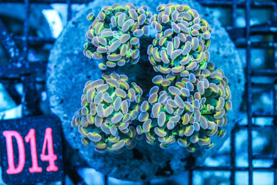 wholesale_coral - saltwater_fish saltwater_coral - rare corals - coralsdepot - Corals_Depot - live_corals - eye - catching - coral quality_marine_fish - quality - marine discoun