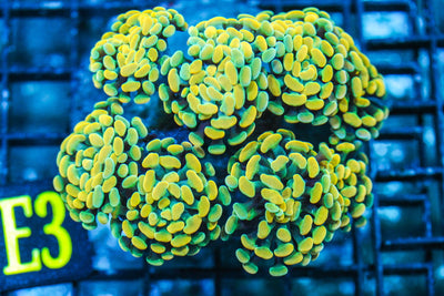 wholesale_coral - saltwater_fish saltwater_coral - rare corals - coralsdepot - Corals_Depot - live_corals - eye - catching - coral quality_marine_fish - quality - marine discoun