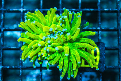 wholesale_coral - saltwater_fish saltwater_coral - rare corals - coralsdepot - Corals_Depot - live_corals - eye - catching - coral quality_marine_fish - quality - marine discoun