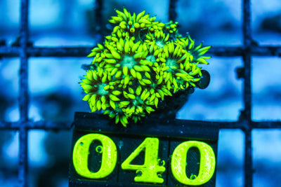 wholesale_coral - saltwater_fish saltwater_coral - rare corals - coralsdepot - Corals_Depot - live_corals - eye-catching-coral quality_marine_fish -quality-marine discoun