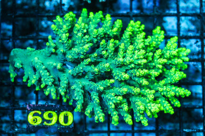 wholesale_coral - saltwater_fish saltwater_coral - rare corals - coralsdepot - Corals_Depot - live_corals - eye-catching-coral quality_marine_fish -quality-marine discoun