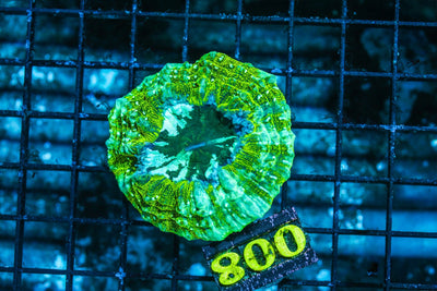 wholesale_coral - saltwater_fish saltwater_coral - rare corals - coralsdepot - Corals_Depot - live_corals - eye-catching-coral quality_marine_fish -quality-marine discoun