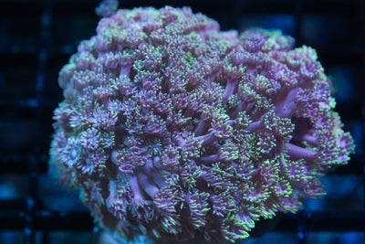 wholesale_coral - saltwater_fish saltwater_coral - rare corals - coralsdepot - Corals_Depot - live_corals - eye - catching - coral quality_marine_fish - quality - marine discoun