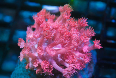 wholesale_coral - saltwater_fish saltwater_coral - rare corals - coralsdepot - Corals_Depot - live_corals - eye - catching - coral quality_marine_fish - quality - marine discoun
