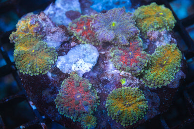wholesale_coral - saltwater_fish saltwater_coral - rare corals - coralsdepot - Corals_Depot - live_corals - eye - catching - coral quality_marine_fish - quality - marine discoun
