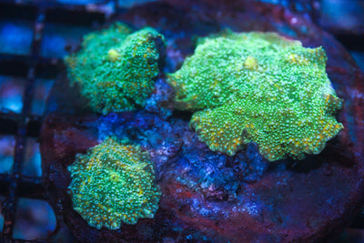wholesale_coral - saltwater_fish saltwater_coral - rare corals - coralsdepot - Corals_Depot - live_corals - eye - catching - coral quality_marine_fish - quality - marine discoun