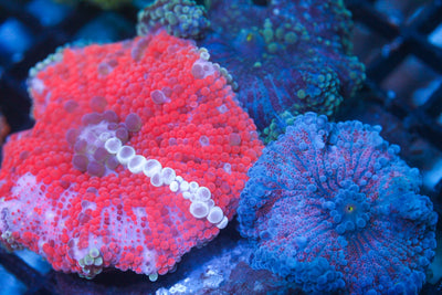 wholesale_coral - saltwater_fish saltwater_coral - rare corals - coralsdepot - Corals_Depot - live_corals - eye - catching - coral quality_marine_fish - quality - marine discoun