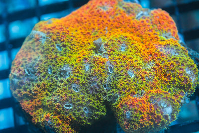 wholesale_coral - saltwater_fish saltwater_coral - rare corals - coralsdepot - Corals_Depot - live_corals - eye - catching - coral quality_marine_fish - quality - marine discoun