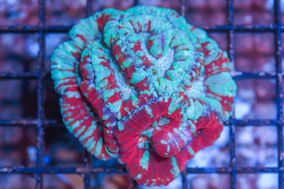 wholesale_coral - saltwater_fish saltwater_coral - rare corals - coralsdepot - Corals_Depot - live_corals - eye - catching - coral quality_marine_fish - quality - marine discoun
