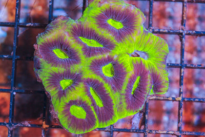 wholesale_coral - saltwater_fish saltwater_coral - rare corals - coralsdepot - Corals_Depot - live_corals - eye - catching - coral quality_marine_fish - quality - marine discoun